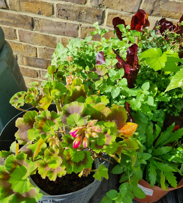 plants and veg in a large pot