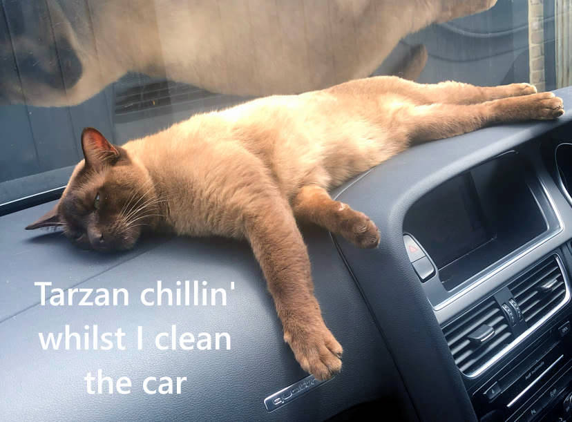 cat chilling on the dashboard