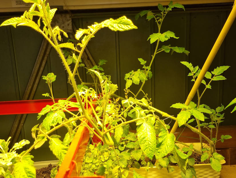 photo of tomato plant grown indoors under lights